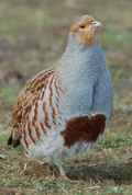 Серая куропатка фото (Perdix perdix) - изображение №814 onbird.ru.<br>Источник: www.wildlifeextra.com